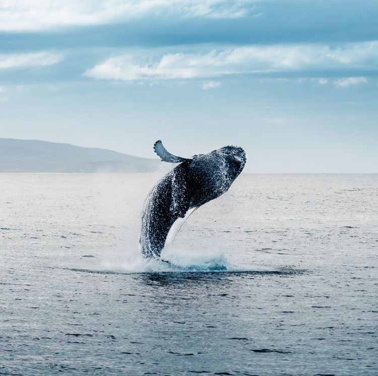 Iceland Tours 2025, 2025 Pilgrim Tours