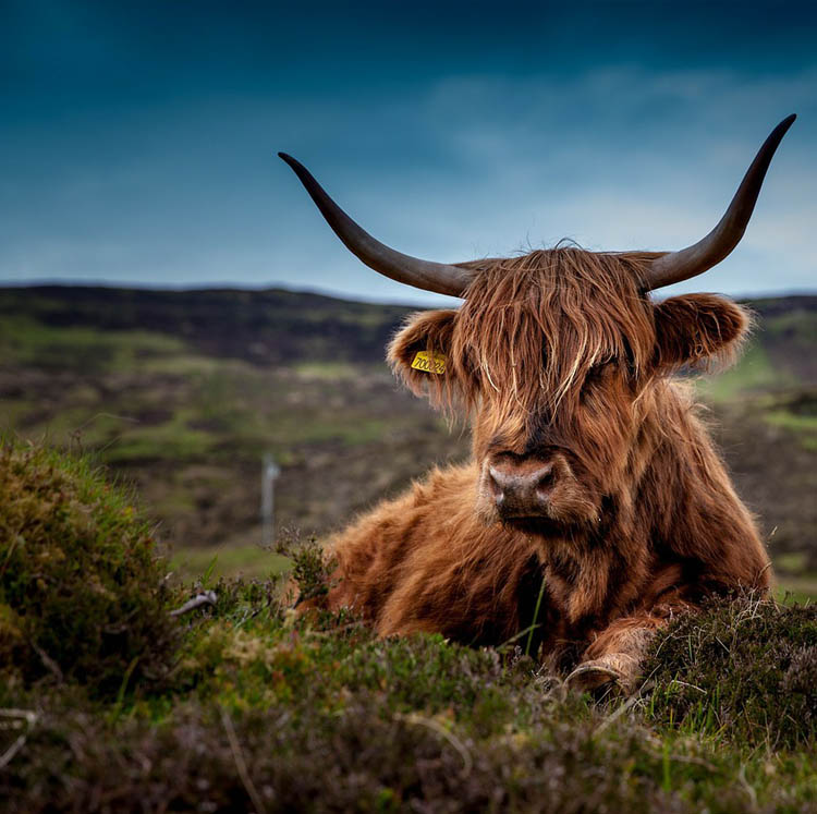 Scotland Tours & Trip Packages 2024, 2025 Pilgrim Tours